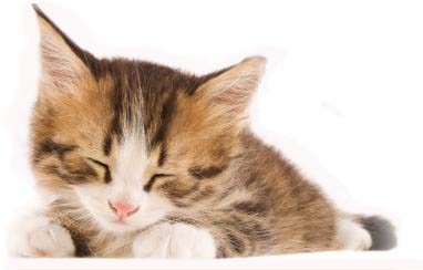 junge Katze ca.3 Monate alt